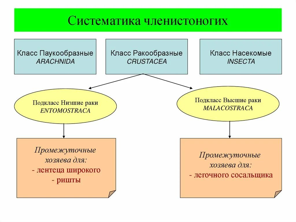 Классификация типа членистоногие. Систематика членистоногих. Систематика типа Членистоногие. Классификация членистоногих схема. Систематика членистоногих схема.