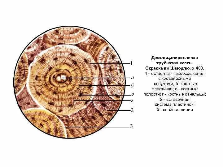 Срез кости. Пластинчатая костная ткань поперечный срез трубчатой кости. Пластинчатая костная ткань Остеон. Пластинчатая костная ткань, Остеон препарат гистология. Пластинчатая костная ткань препарат гистология.