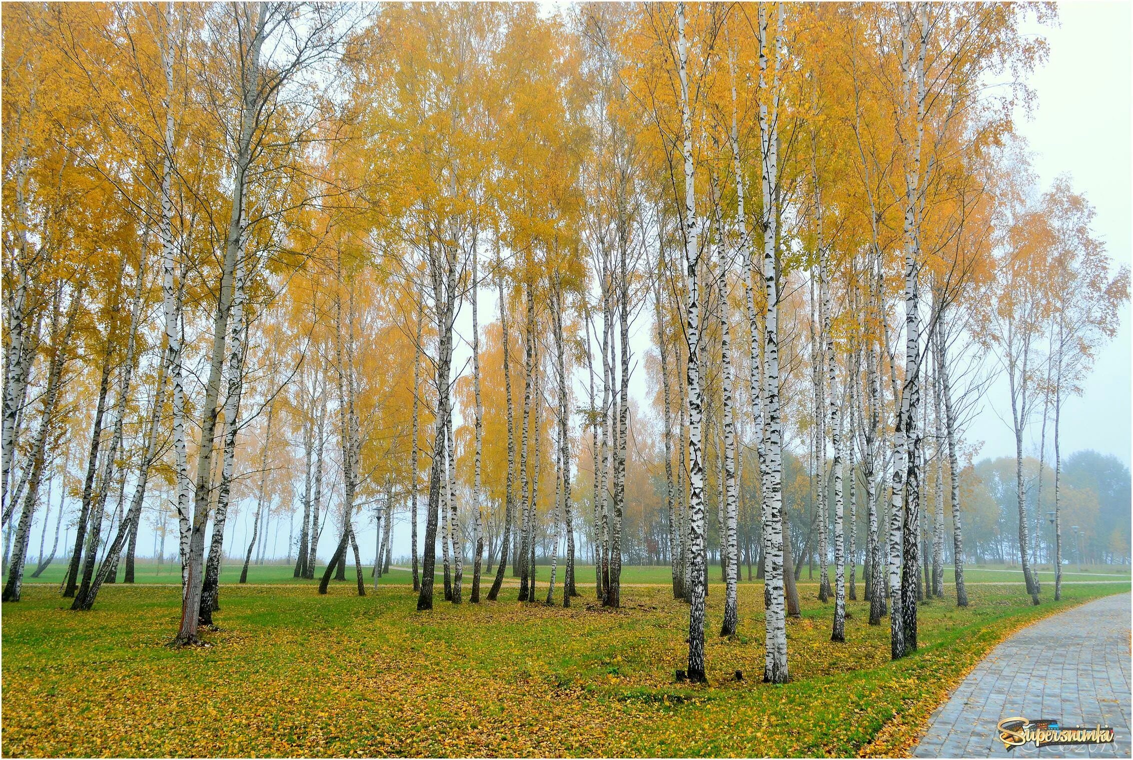 Осенняя береза. Поздняя осень в березовой роще. Фон осенние березы. Фон березы осенью. Осенняя береза в городе.