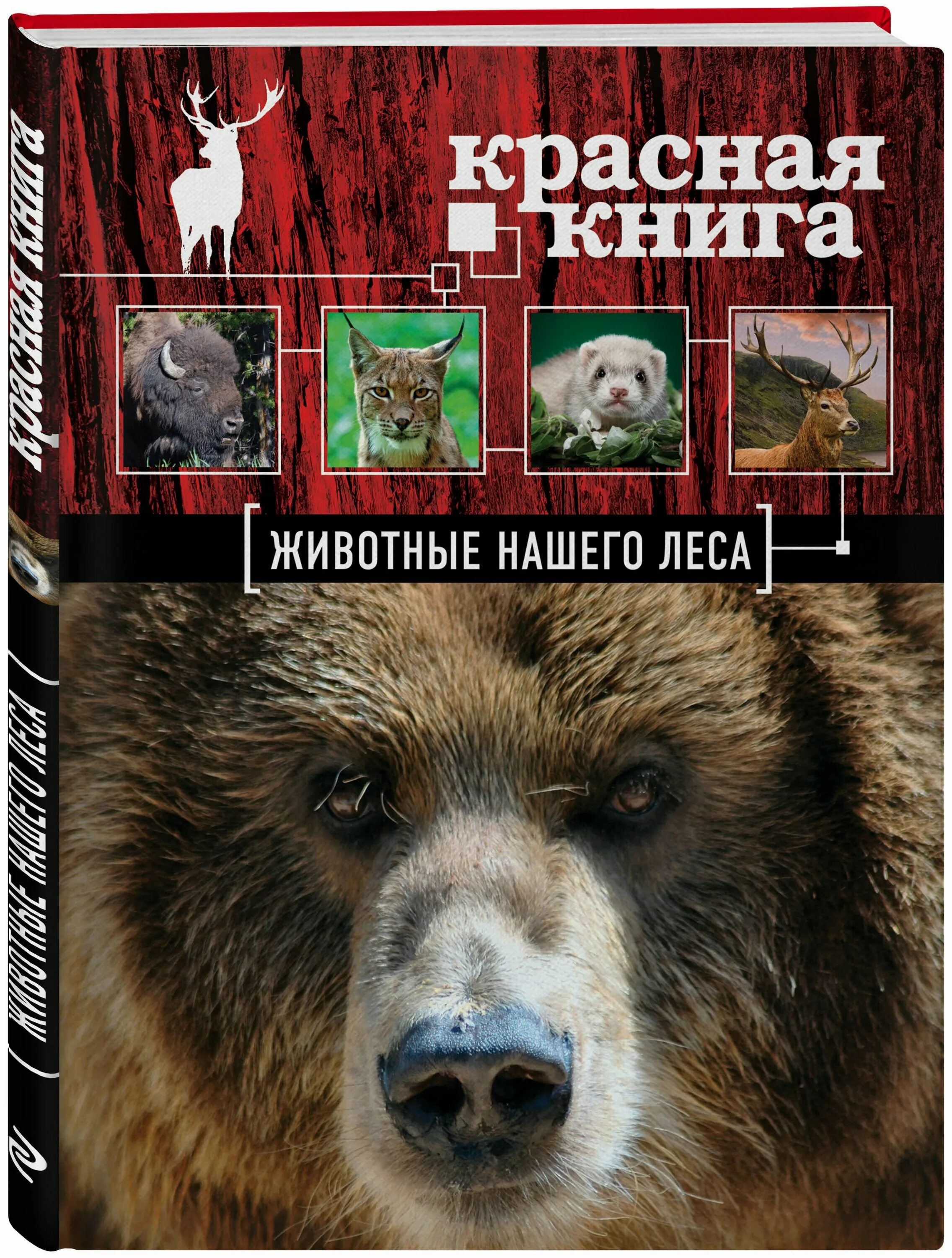 Животное красной книги россии. Красная книга россии. Кн животных. Красная книга. Красная книга.