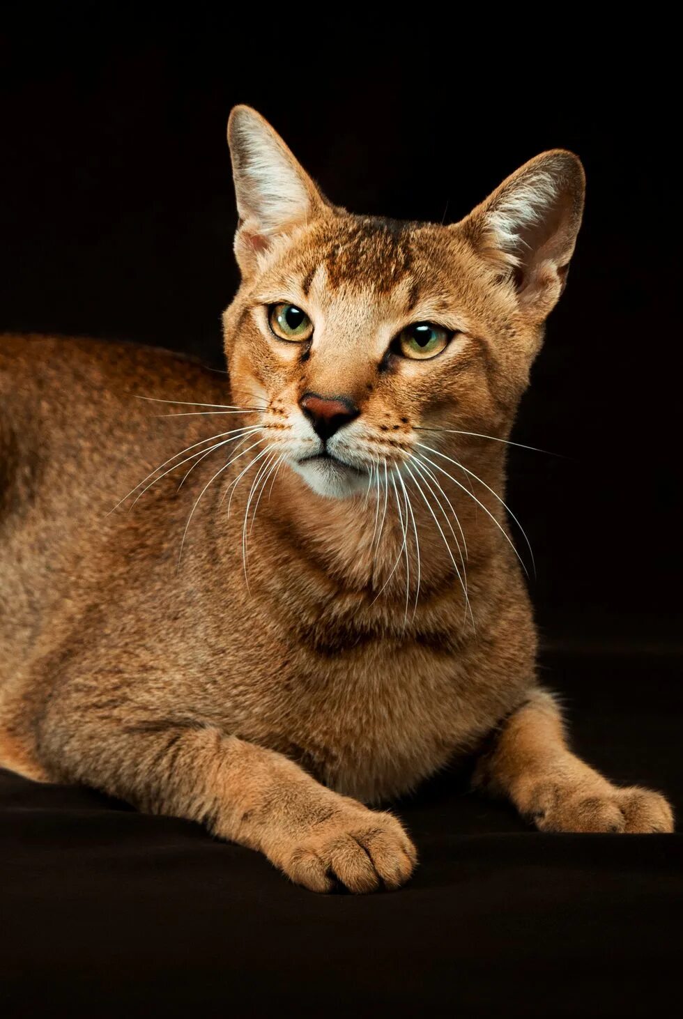 Largest cat