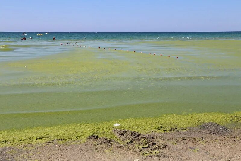 Цветет ли анапа. Море Анапа Джемете водоросли. Джемете Анапа море цветет.