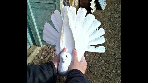 Голуби бучеловский