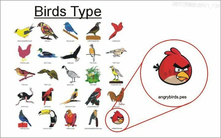 Bird types