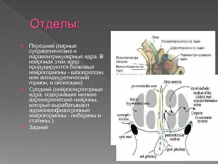 Нейроны ядер гипоталамуса. Нейроны ядер гипоталамуса