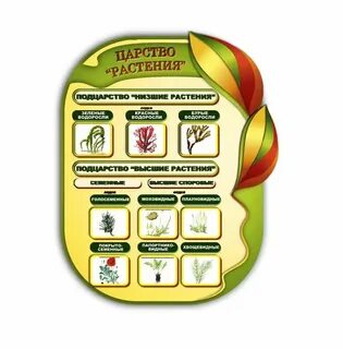 Оформление биологии