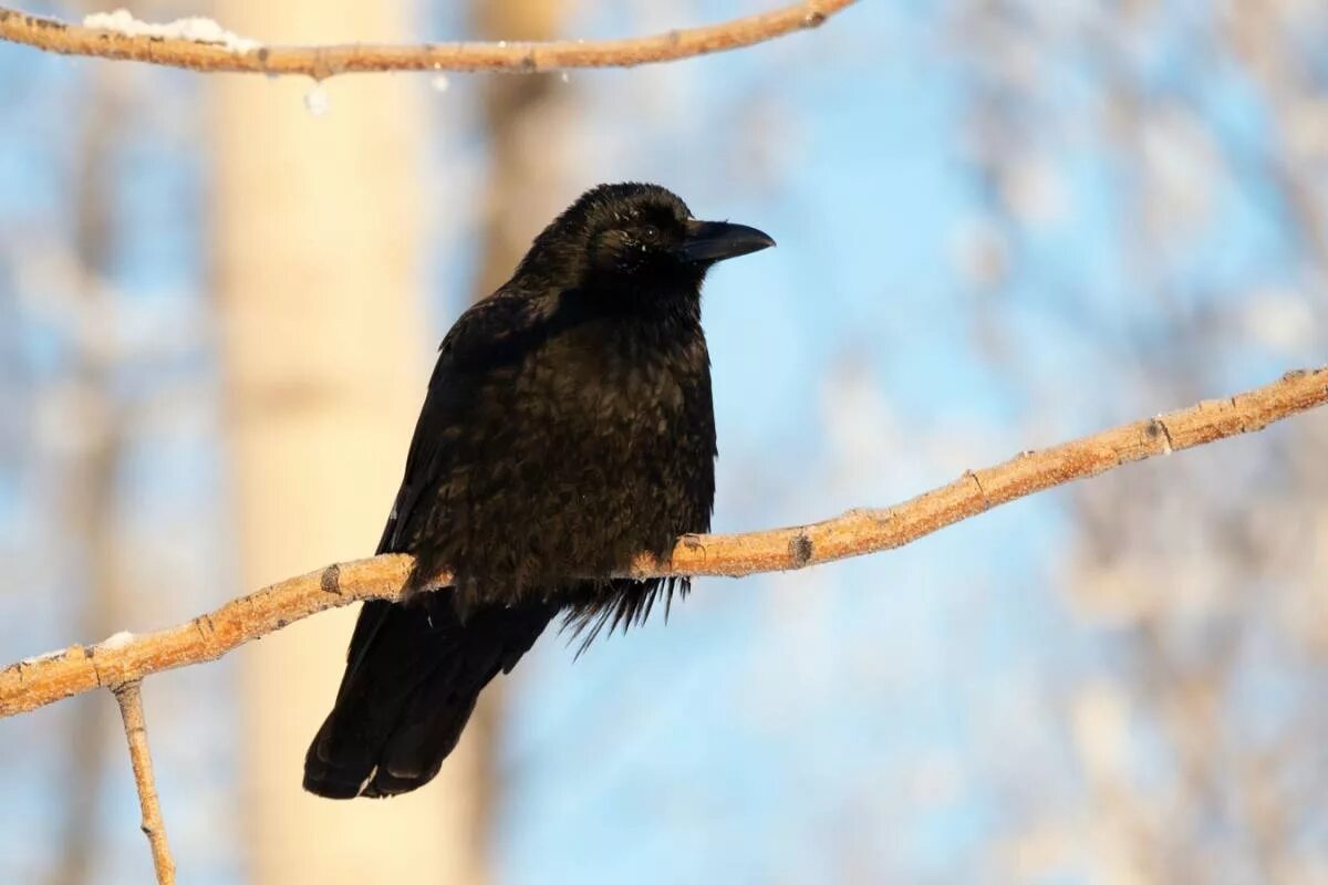 Виды темных птиц. Чёрная воро́на Corvus Corone. Белошейная ворона. Чёрные птички в Сибири. Черные птицы России.