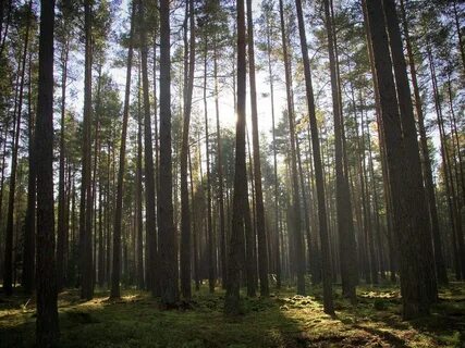 Сосны беларусь