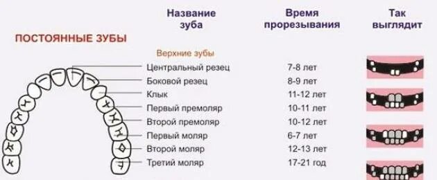 Моляры симптомы. Зубы моляры и премоляры. сроки прорезывания премоляров и моляров.