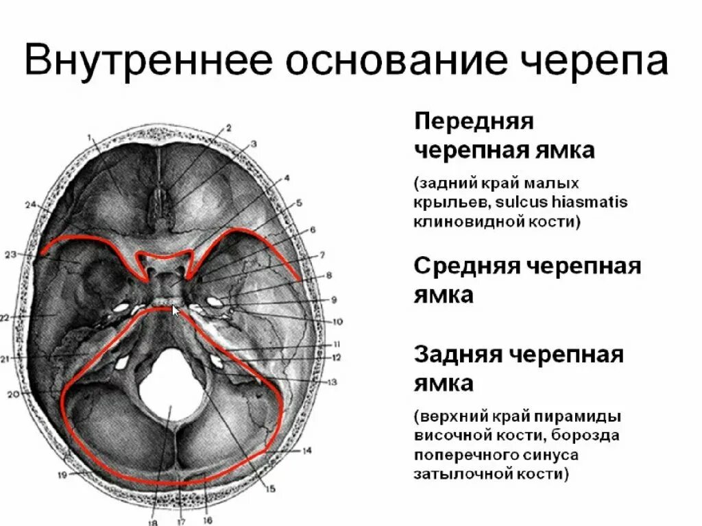 Области основания черепа. Череп анатомия задняя черепная ямка. Основание черепа анатомия Черепные ямки. Внутреннее основание черепа топографическая анатомия. Основание черепа Черепные ямки.