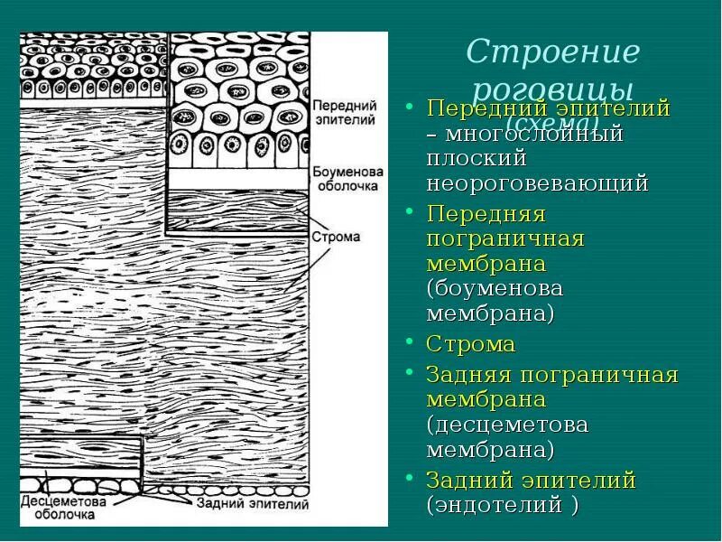 Строение эпителия роговицы. Строение стромы роговицы. Боуменова мембрана роговицы. Боуменова оболочка строение. Роговица образована