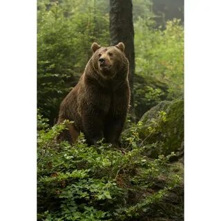 В тайге есть медведи