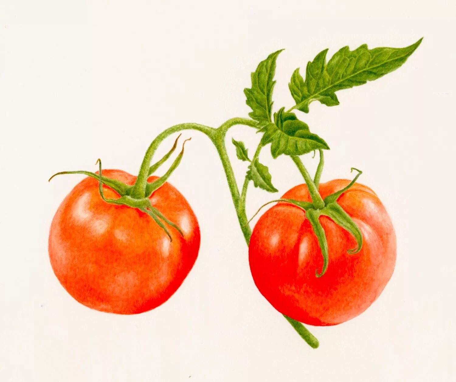 Two tomatoes. Помидор рисунок. Помидор рисунок для детей. Помидор для детей. Помидор для детей в детском саду.