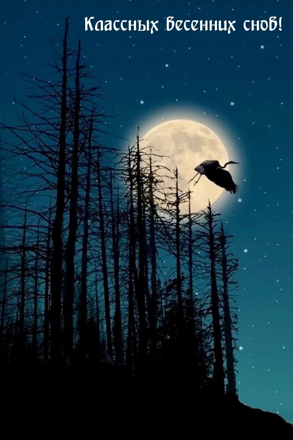 Вороны луна. Ночь ворона. Ночные птицы луна. Ночные птицы луна. Птички на фоне луны.