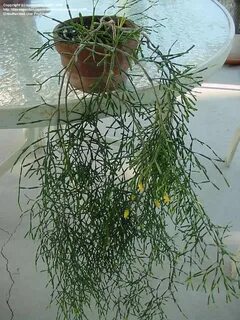 Растение костный