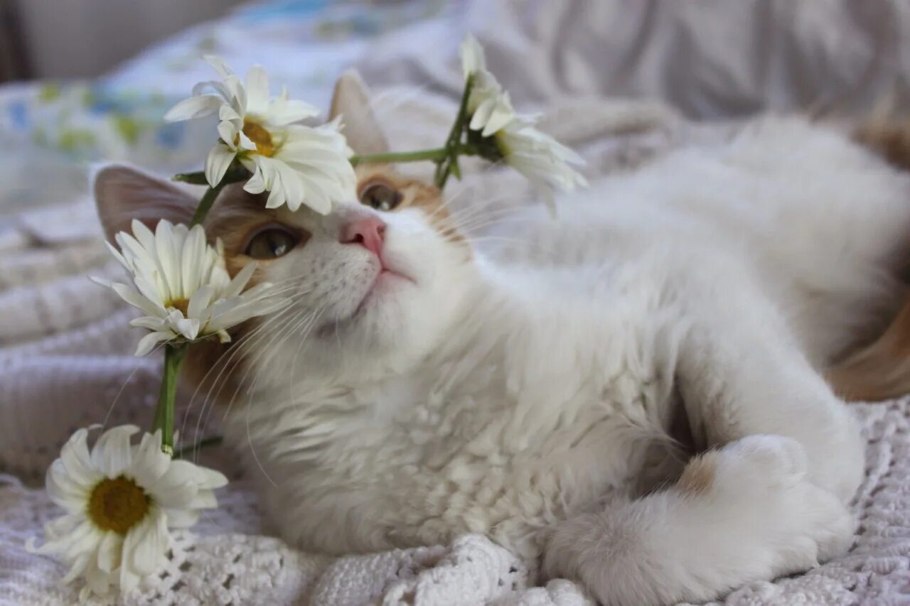 Доброе утро про кота. Кот романтик. доброе утро котик. котики романтика. котенок утро.