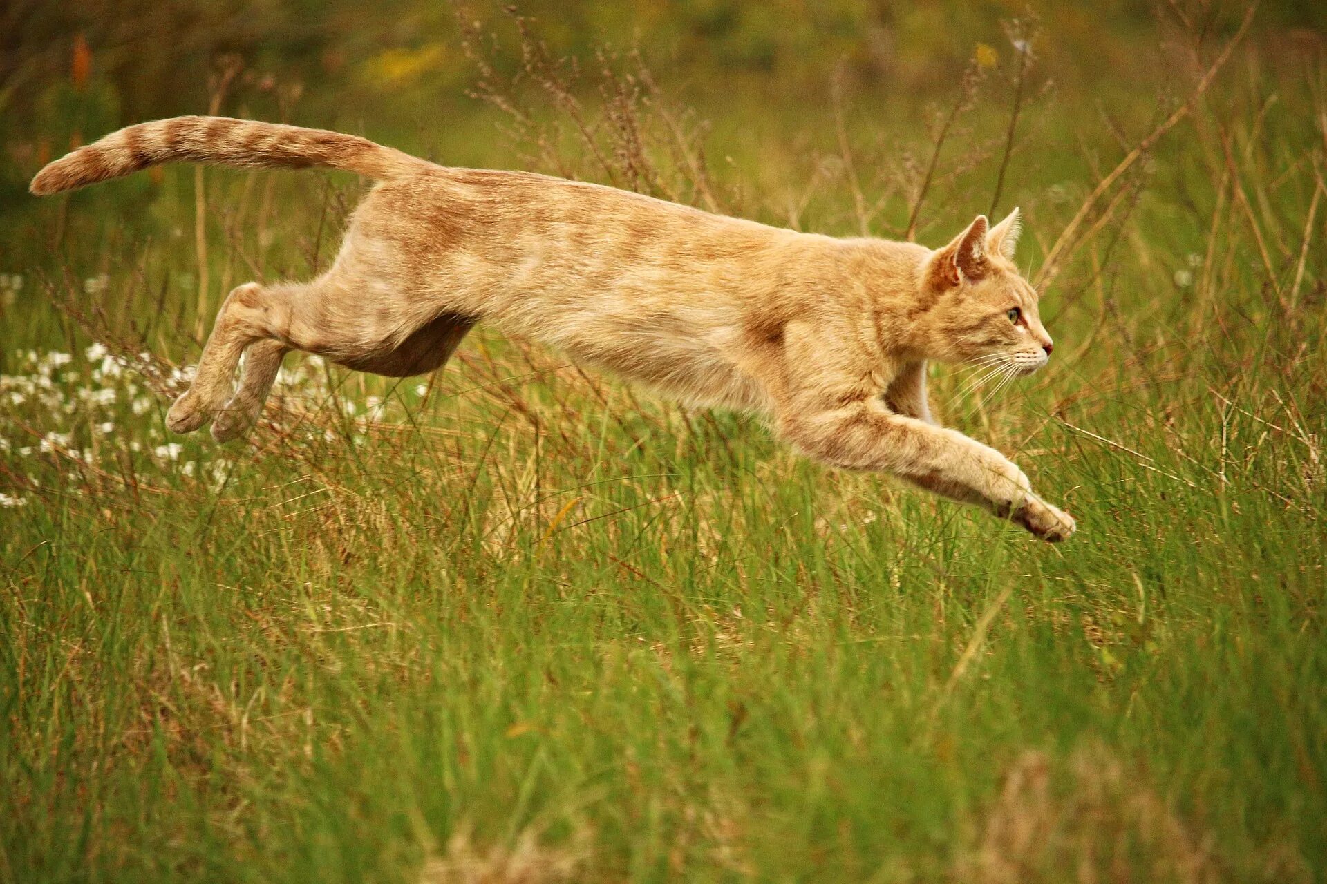 Кот добыча. Кот Ориентал. Кошка бежит. Кошка в прыжке. Кошка в движении.