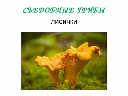 Какого цвета лисички русский язык 2 класс