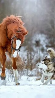 Собака на коне