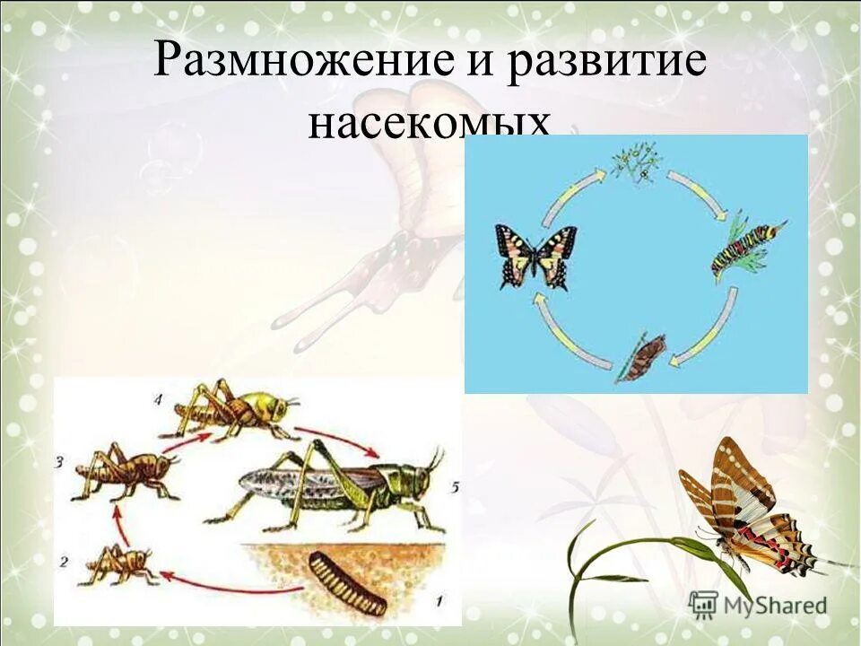 Практическая работа развитие насекомых. Практическая работа развитие насекомых