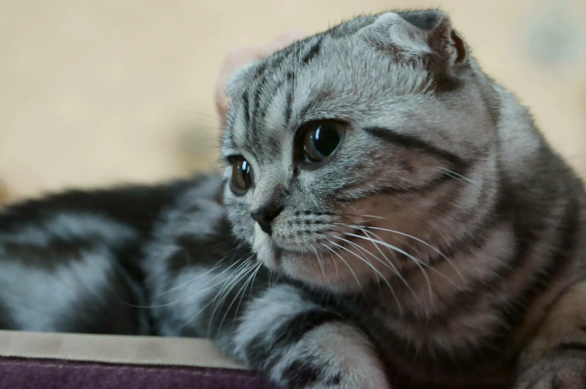 Как выглядит шотландский кот. Шотландская вислоухая кошка. шотландская кошка скоттиш фолд. шотландская вислоухая скотишфолд. скоттиш фолд серый полосатый.