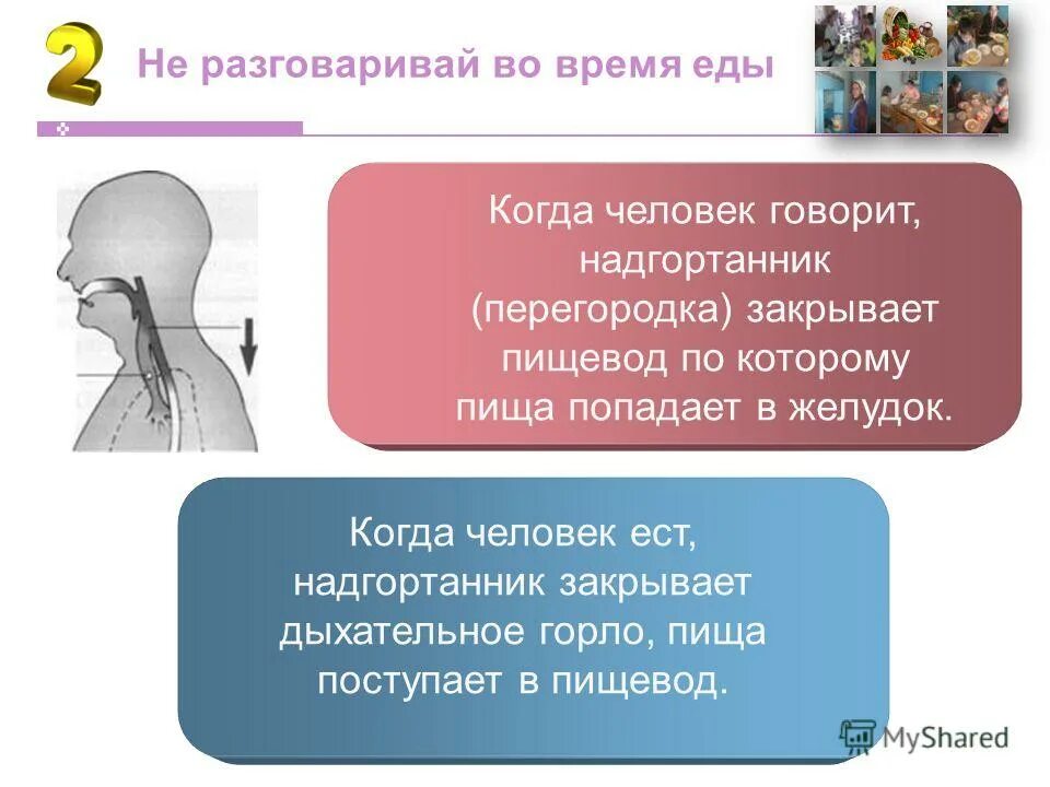 Не пропускает пищу в гортань ответ