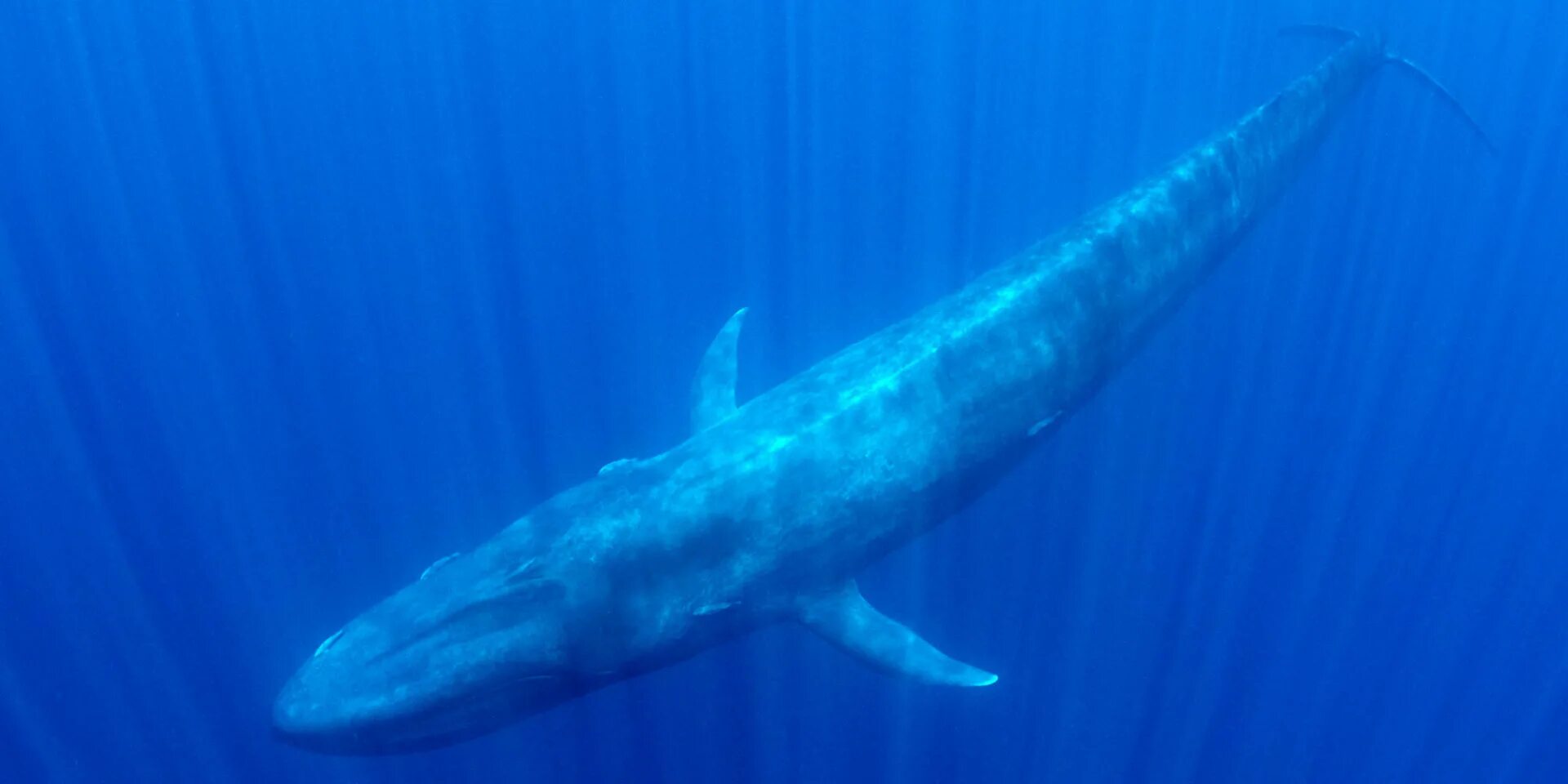 Heaviest animal. Синий кит ≈ 150 тонн. Голубой кит Balaenoptera musculus. Левиафан Мелвилла. Самое большое существо на планете.