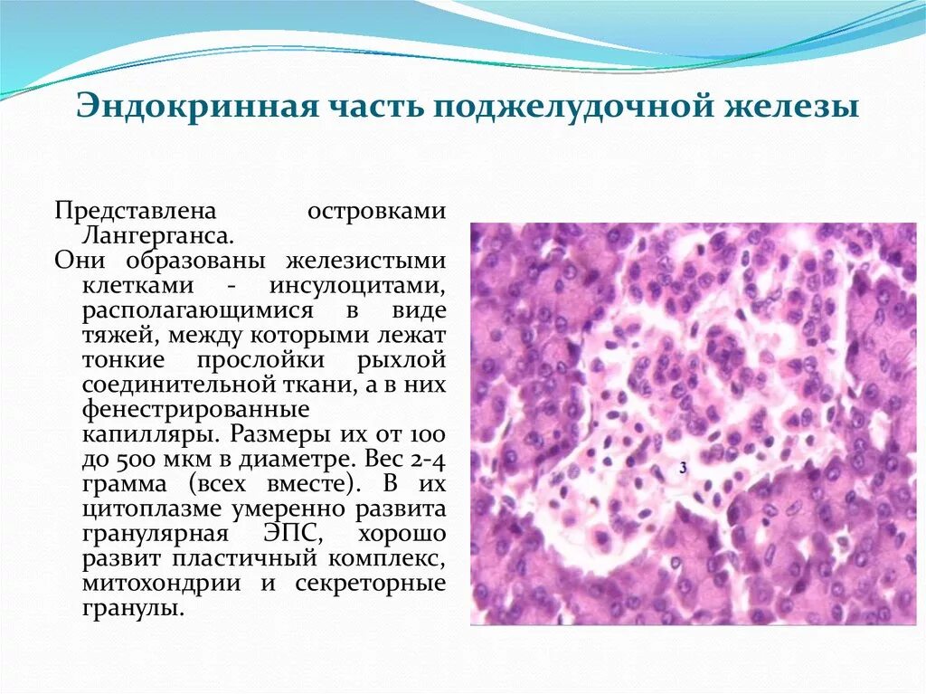 Железистые клетки печени вырабатывают. Строение эндокринного отдела поджелудочной железы. Клетки экзокринной части поджелудочной железы. Строение поджелудочной железы островки Лангерганса. Клетки островков Лангерганса.