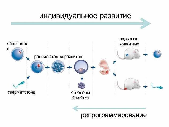 Последовательность стадий развития клеток. Стадии развития клетки. Фазы развития клетки. Этапы эволюции клетки. Фазы развития клетки 5 класс.