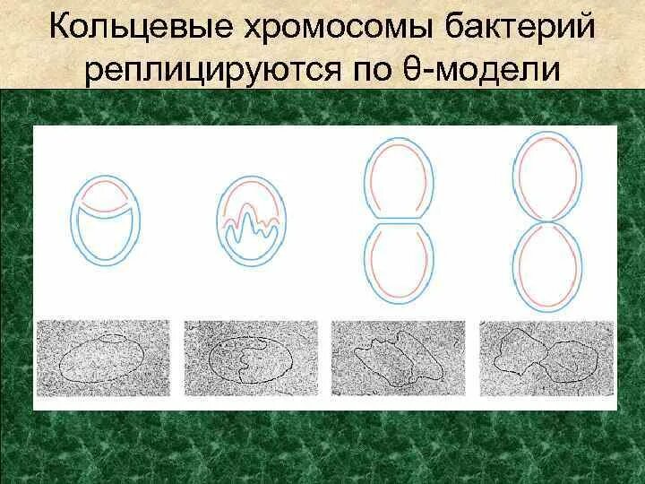 Кольцевая хромосома. Кольцевая икс хромосома. Образование кольцевой хромосомы. Кольцевая днк прокариот. Кольцевая хромосома.