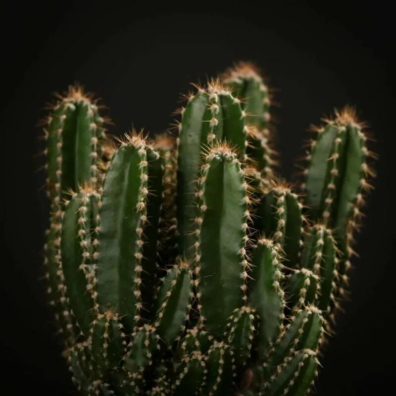 Фото кактуса преподаватель. Кактус цереус Лазурный , перуанский. Опунция Кактус цереус. Кактус цереус ямакару. Кактус цереус перуанский цветет.