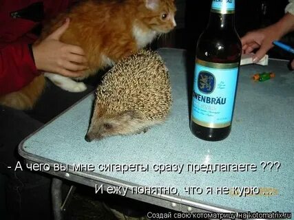 Как вызвать пьяного ежика доброго