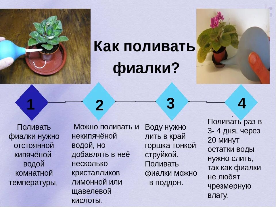 Сколько раз поливать растение. Правильный полив фиалок. Как поливать фиалки. Как часто надо поливать фиалки. Фиалка неправильный полив.