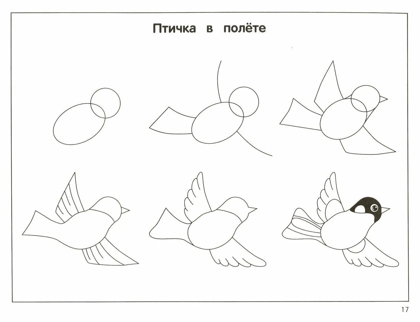 Рисунок птицы 5 класс. Поэтапное рисование птицы в подготовительной группе. Поэтапное рисование птиц для детей. Алгоритм рисования птиц. Схема рисования птицы в средней группе.