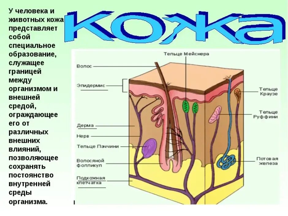 Кожа человека. Строение кожи человека для детей. Строение кожи человека 4 класс. Доклад на тему кожа человека. Биология покровы тела строение и функции кожи