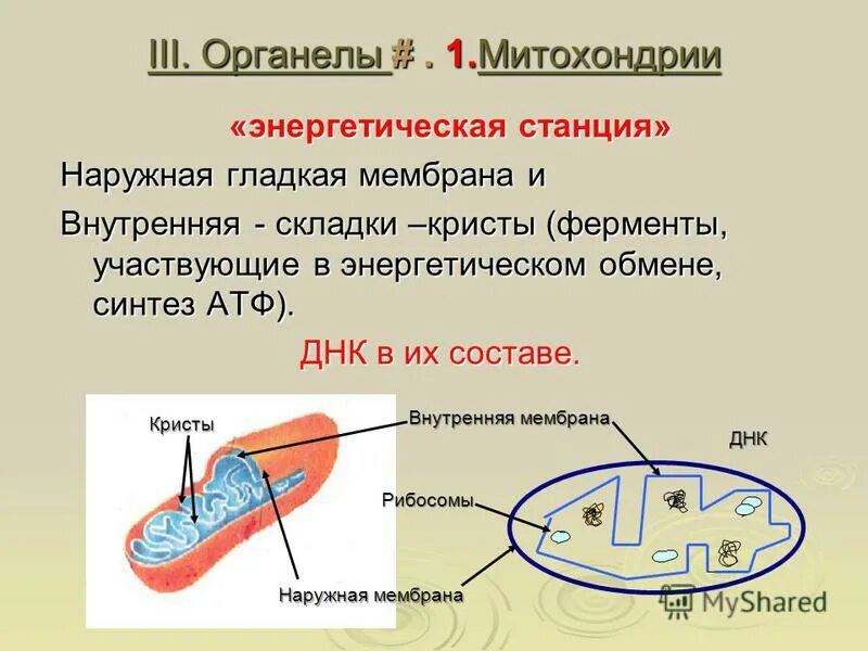 Строение митохондрии. Рибосомы в митохондриях. Мембранное строение митохондрии. Что синтезирует митохондрия.