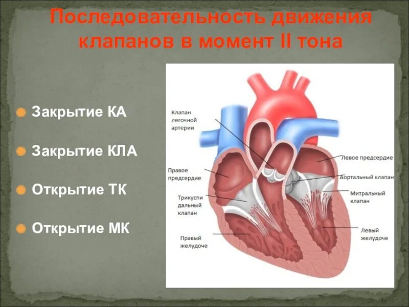 Сердце движения первых. Клапан движение. последовательность движений. движение первых сердце. клапа как двигаться к человеку.