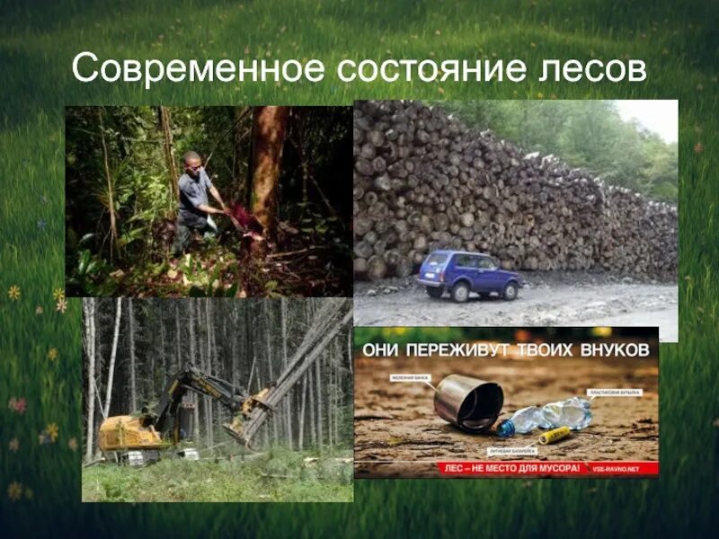 Каково современное состояние лесных ресурсов. Состояние лесов. современное состояние лесных ресурсов.