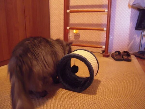 кошка съела шарик. кошка съела шарик. надули кота. кот с дождиком новогодним. кошка и мишура.