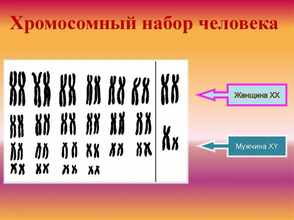 Как называется набор хромосом. Хромосомный набор человека. набор хромосом у человека. набор хромосом у мужчин и женщин. хромосомный набор мужчины и женщины.