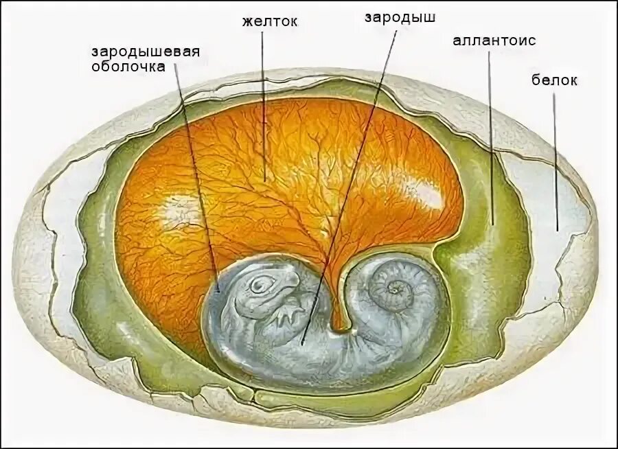 Строение яйца аллантоис. Строение яйца рептилий. Строение яйца рептиции.
