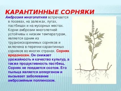 Место какой корень