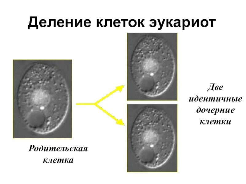Деление эукариот. Деление клетки. Прямое деление клетки эукариот. Деление эукариотических клеток. Деление родительской клетки
