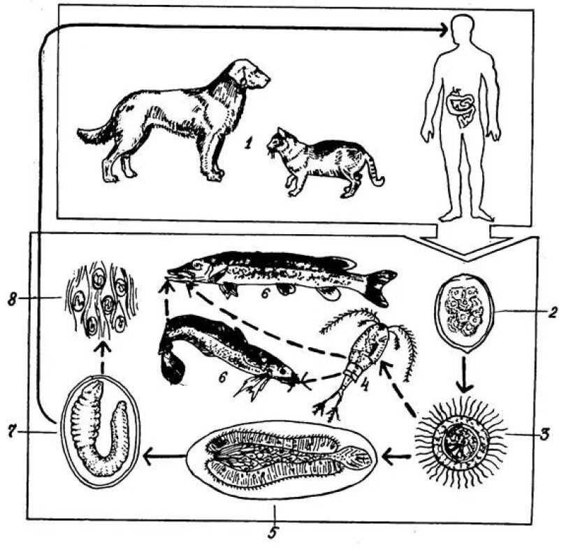 Жизненный цикл лентеца. Цикл развития широкого лентеца. Широкий лентец жизненный цикл. Цикл развития широкого лентеца биология схема.