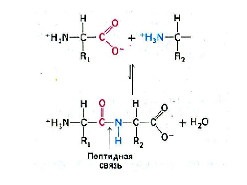 Связаны пептидными связями. Пептидная связь формула. Пептидная связь между аминокислотами. Образование пептидной связи между аминокислотами. Структура пептидной связи.