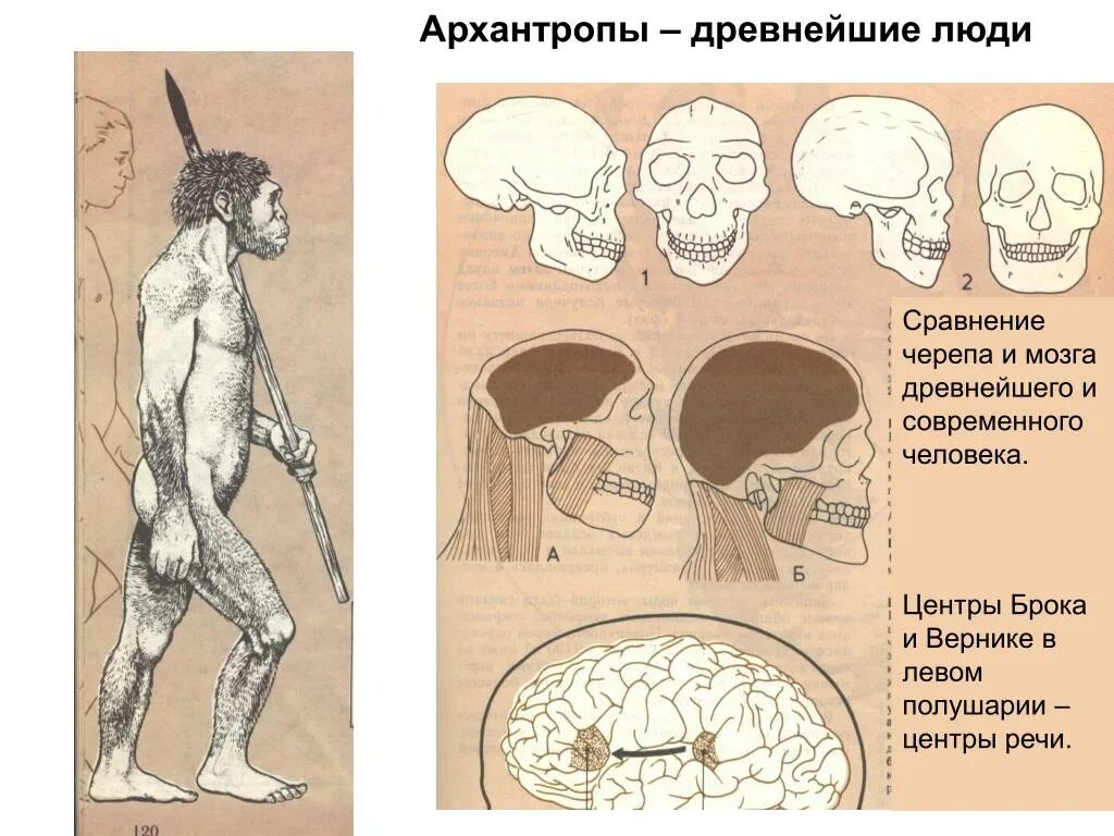 Эволюция развития мозга. Строение головного мозга архантропа. Мозг древнейшего человека.
