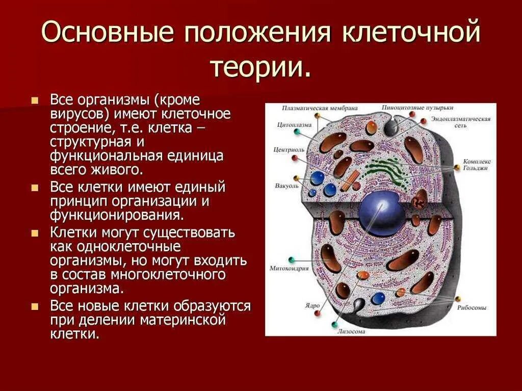 Клеточное строение общее строение. Основные структуры клетки 9 класс. Клетка клеточная теория строения организмов. Теория клеточного строения живых организмов. Любые клетки живого организма