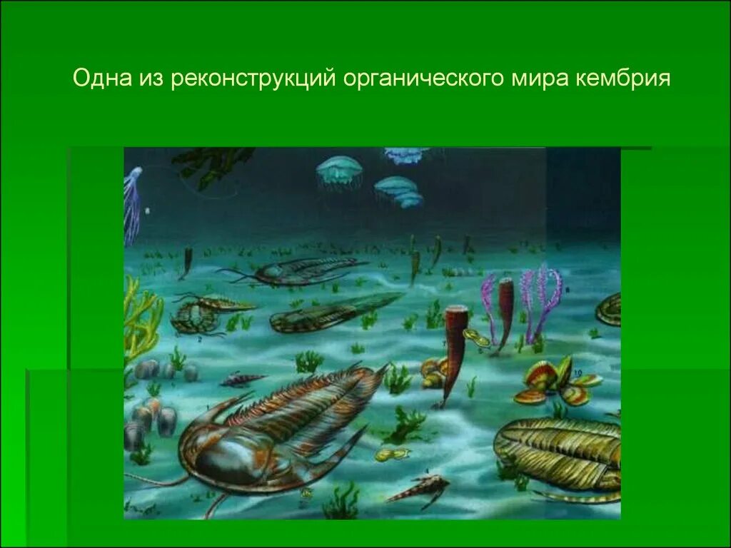 Существовавший в палеозое. Палеозойская Эра Кембрий. Протерозойская Эра Кембрий. Протерозой и палеозой. Протерозойская Эра (протерозой) водоросли.