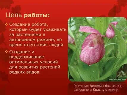 Венерин башмачок кратко
