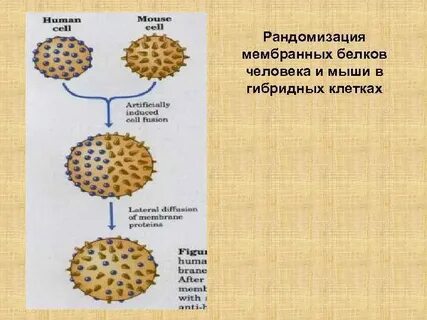 Для наработки белков человека часто используют клетки